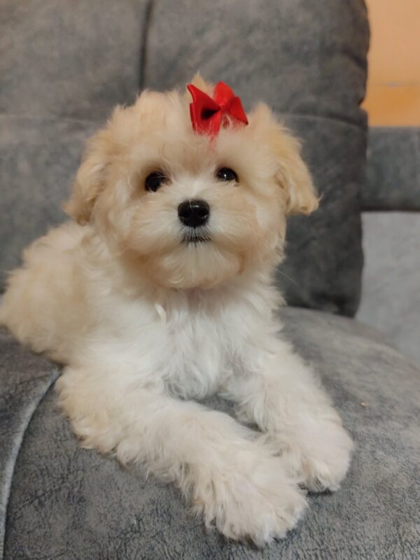 Nyukta Maltipoo Nyukta Maltipoo