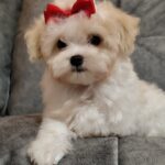 Nyukta-female-maltipoo-puppy-for-sale-1 (2)