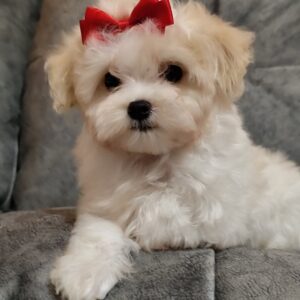 Nyukta Maltipoo Nyukta Maltipoo