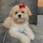 Nyukta-female-maltipoo-puppy-for-sale-1 (3)