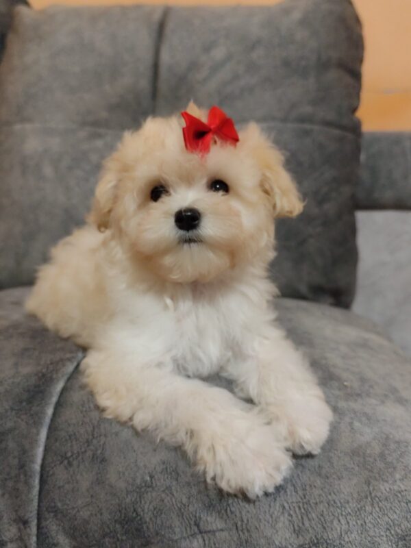 Nyukta Maltipoo Nyukta Maltipoo