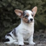Odette-female-welsh-corgi-puppy-for-sale-1 (1)