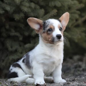 Odette Welsh Corgi Odette Welsh Corgi