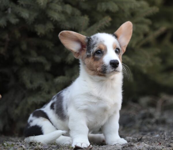 Odette Welsh Corgi Odette Welsh Corgi