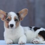 Odette-female-welsh-corgi-puppy-for-sale-1 (2)