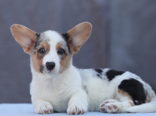 Odette Welsh Corgi Odette Welsh Corgi