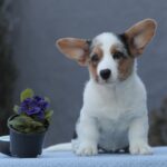 Odette-female-welsh-corgi-puppy-for-sale-1 (3)