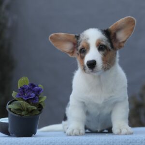 Odette Welsh Corgi Odette Welsh Corgi
