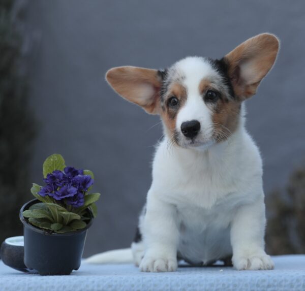 Odette Welsh Corgi Odette Welsh Corgi