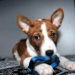 Odin-male-Basenji-puppy-for-sale-1