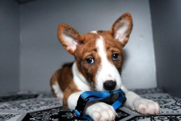 Odin Basenji Odin Basenji