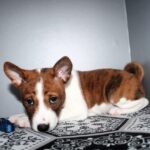 Odin-male-Basenji-puppy-for-sale-2