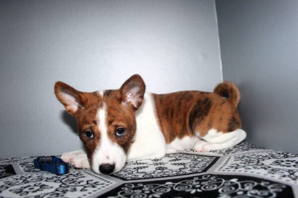 Odin Basenji Odin Basenji