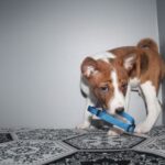 Odin-male-Basenji-puppy-for-sale-3