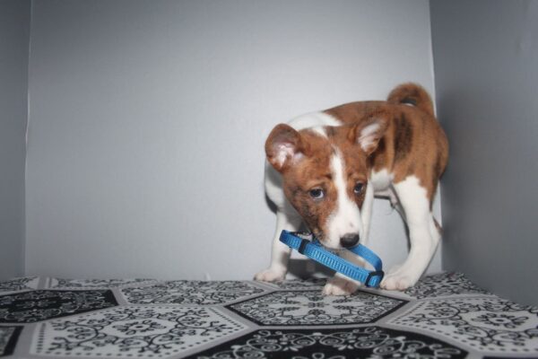 Odin Basenji Odin Basenji