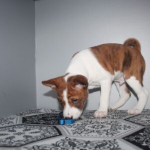 Odin Basenji Odin Basenji