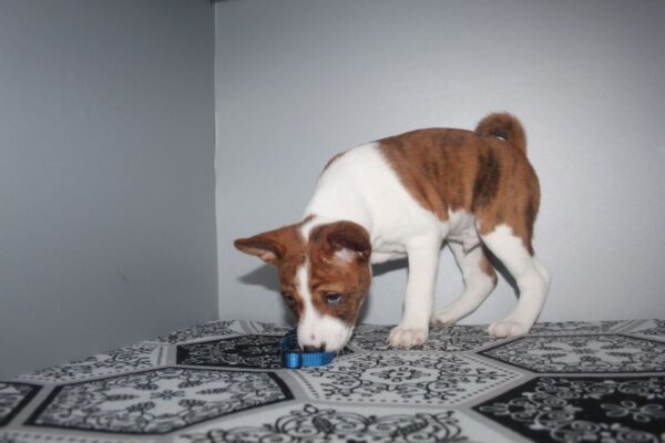 Odin Basenji Odin Basenji