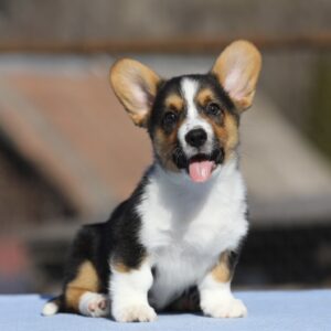 Olimpi Welsh Corgi Olimpi Welsh Corgi