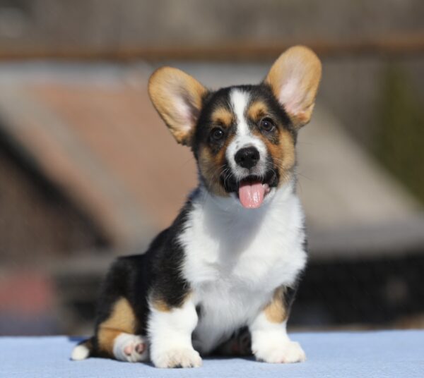 Olimpi Welsh Corgi Olimpi Welsh Corgi