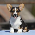 Olimpi-female-welsh-corgi-puppy-for-sale-1 (2)