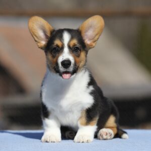 Olimpi Welsh Corgi Olimpi Welsh Corgi