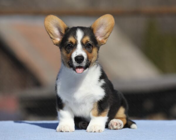 Olimpi Welsh Corgi Olimpi Welsh Corgi