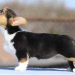 Olimpi-female-welsh-corgi-puppy-for-sale-1 (3)