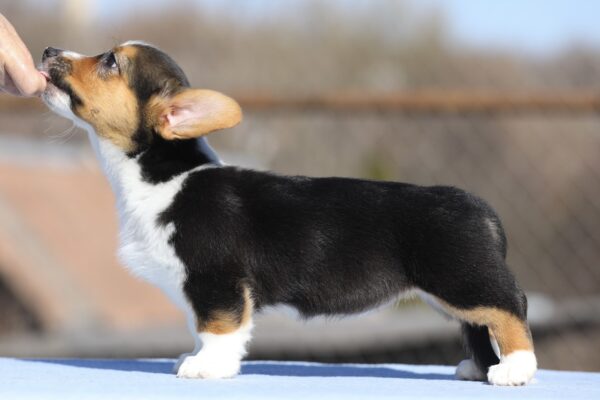 Olimpi Welsh Corgi Olimpi Welsh Corgi