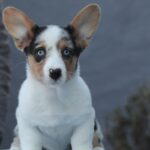 Ollie-female-welsh-corgi-puppy-for-sale-1 (1)