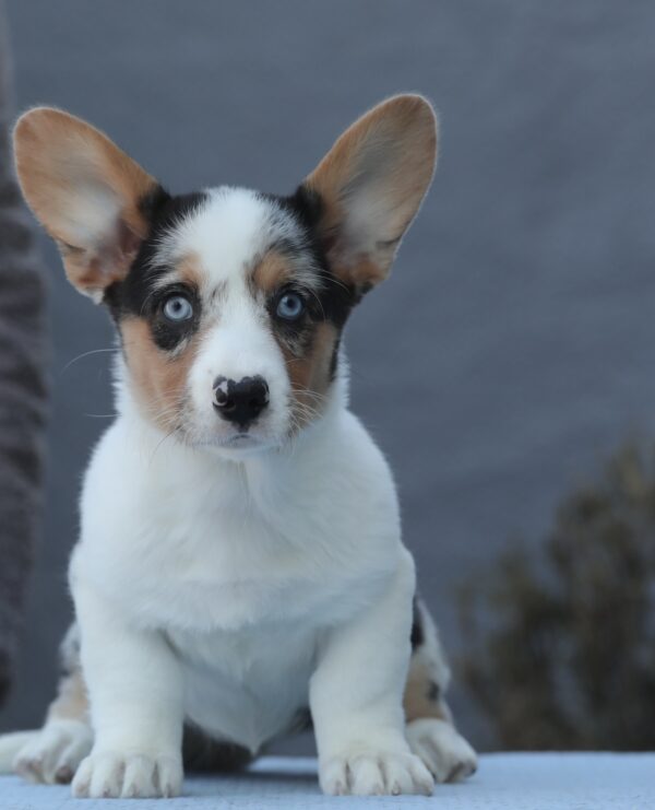 Ollie Welsh Corgi Ollie Welsh Corgi