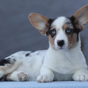 Ollie Welsh Corgi Ollie Welsh Corgi