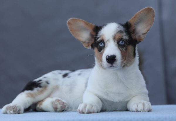 Ollie Welsh Corgi Ollie Welsh Corgi