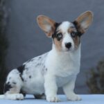 Ollie-female-welsh-corgi-puppy-for-sale-1 (3)
