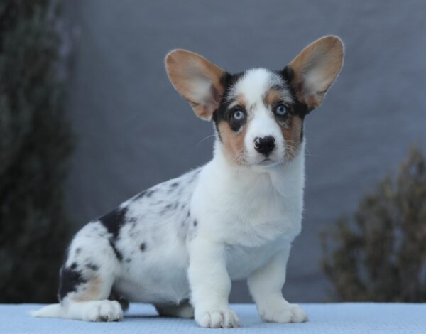 Ollie Welsh Corgi Ollie Welsh Corgi