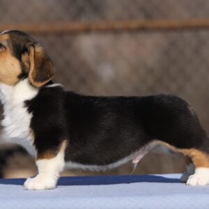 Oltan Welsh Corgi Oltan Welsh Corgi