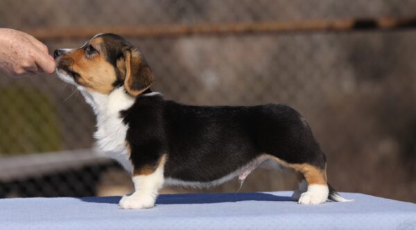 Oltan Welsh Corgi Oltan Welsh Corgi