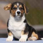 Oltan-male-welsh-corgi-puppy-for-sale-1 (2)