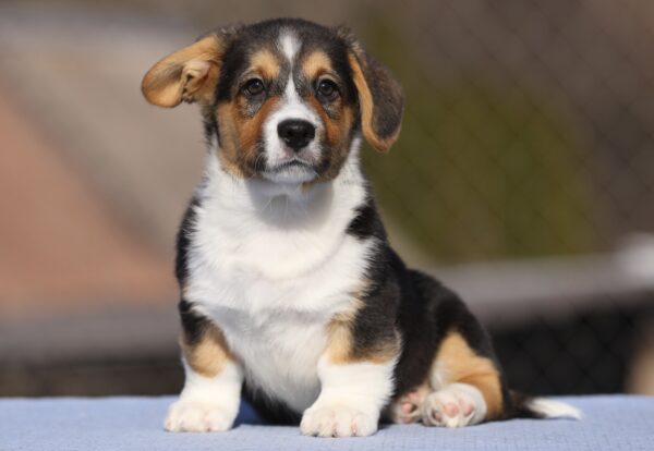 Oltan Welsh Corgi Oltan Welsh Corgi