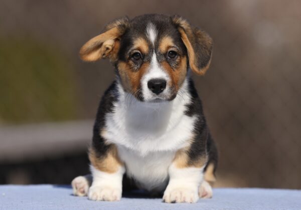 Oltan Welsh Corgi Oltan Welsh Corgi