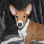 Orhan-UPD-male-Basenji-puppy-for-sale-1