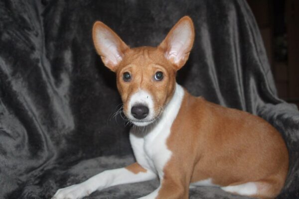 Orhan Basenji Orhan Basenji