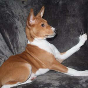 Orhan Basenji Orhan Basenji