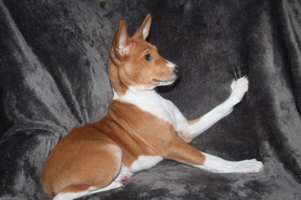 Orhan Basenji Orhan Basenji