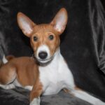 Orhan-UPD-male-Basenji-puppy-for-sale-3