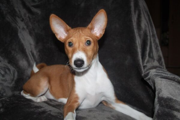 Orhan Basenji Orhan Basenji