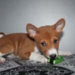 Orhan-male-Basenji-puppy-for-sale-1