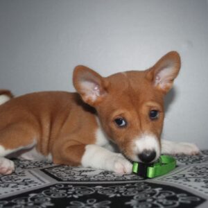 Orhan Basenji Orhan Basenji