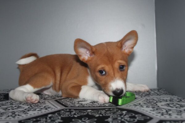 Orhan Basenji Orhan Basenji