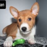 Orhan-male-Basenji-puppy-for-sale-2