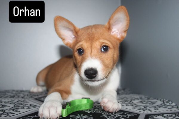 Orhan Basenji Orhan Basenji